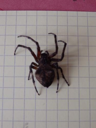 Parawixia sp.